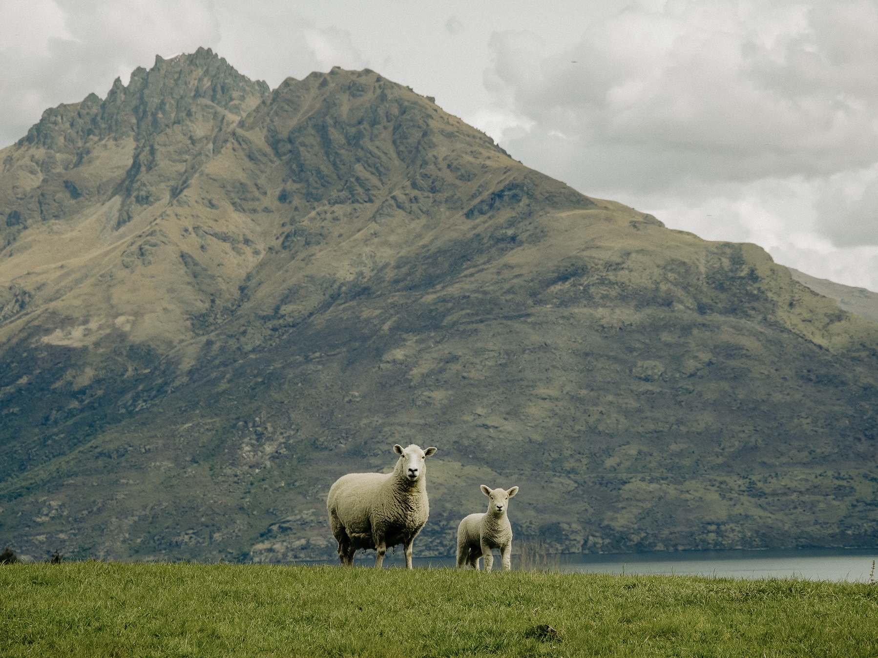 Sheep standing on grass near the lake in New Zealand